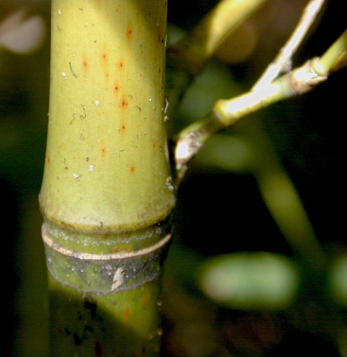 Closeup of a Bambusa node